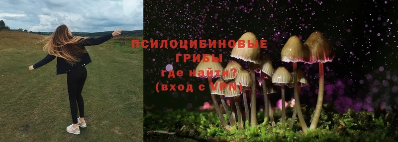 Псилоцибиновые грибы Cubensis  Багратионовск 